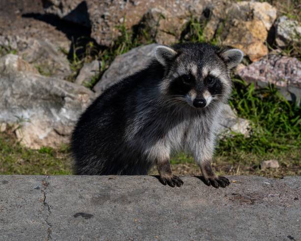 istock Raccoon in its natural habitat 1466621016