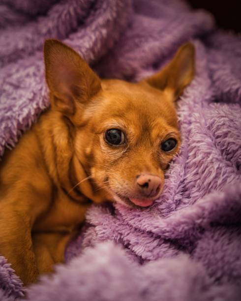 istock Miniature Pinscher lying on a purple blanket 1466621684