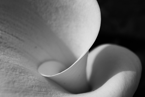 A close-up grayscale shot of a calla with a black background