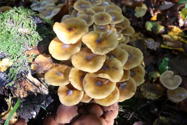 istock Autumn mushrooms growth in the forest on a stump 1466622204