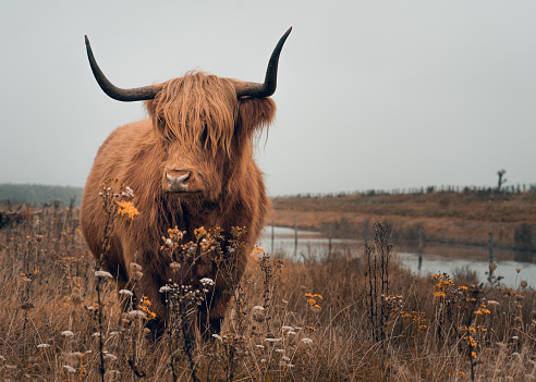 A yak bull in a meadow on a gloomy day