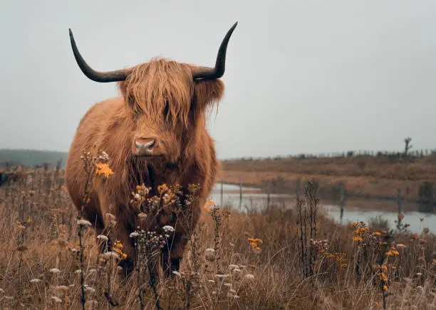 Photo of Yak bull in a meadow on a gloomy day