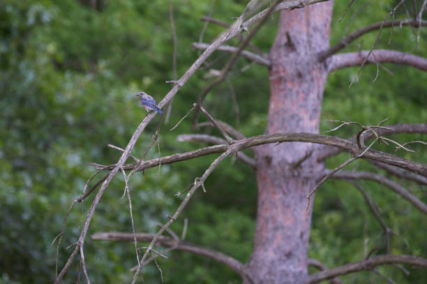 istock Eastern bluebird perched on a tree branch in a field with a blurry background 1466624079