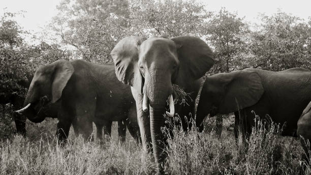 istock Grayscale shot of elephants in a field under the sunlight 1466624089
