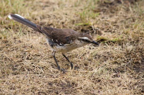 istock Chalk-browed mockingbird standing on park ground looking for food with blur background 1466624263