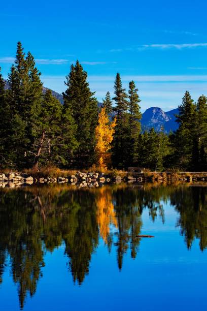 istock Aerial view of lake surrounded by dense trees 1466624290