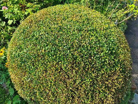 A shrub with green leaves in a garden