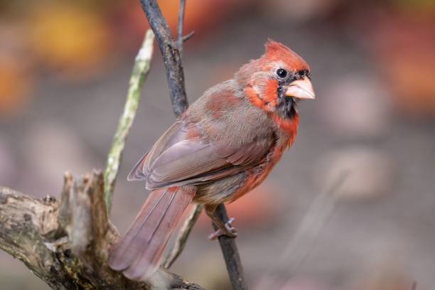 istock Closeup of a northern cardinal (Cardinalis cardinalis) perched on a branch on a blurred background 1466624563