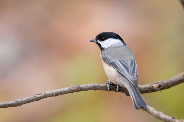 istock Closeup of a Carolina chickadee (Poecile carolinensis) perched on a branch on blurred background 1466624603