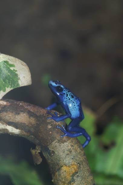 istock Closeup on a striking blue colored Dyeing Poison Frog, Dendrobates azureus, tinctorius 1466624867