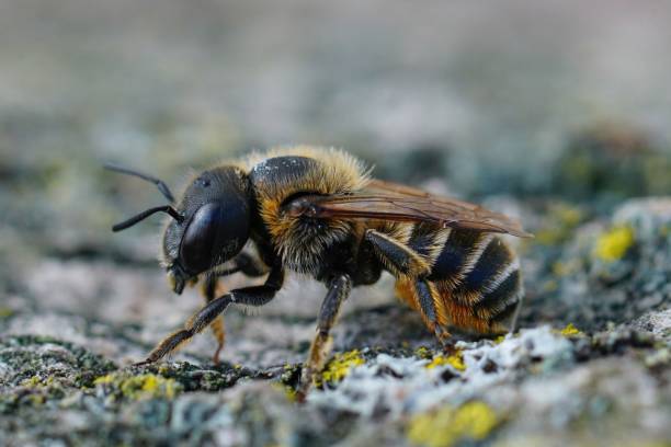istock Closeup on a Mediterranean golden haired mason bee, Osmia aurulenta 1466624878