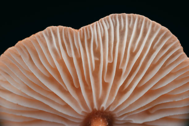 istock Macro shot of a mushrooms surface 1466624971