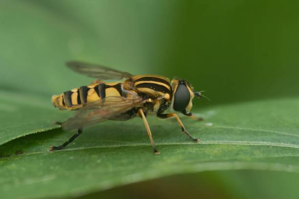 istock Closeup on the dangling marsh-lover hoverfly,Helophilus pendulus sitting on a leaf 1466624984