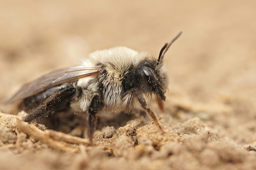 Closeup of a female Grey mining bee , Andrena vaga, sitting on the ground against a blurred background