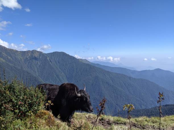 istock a yak on a grassy hillside near a large mountain 1466626071