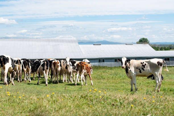 istock Herd of cattle in a farmland 1466626167