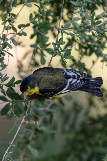 istock Closeup shot of a bird on a tree branches 1466626218