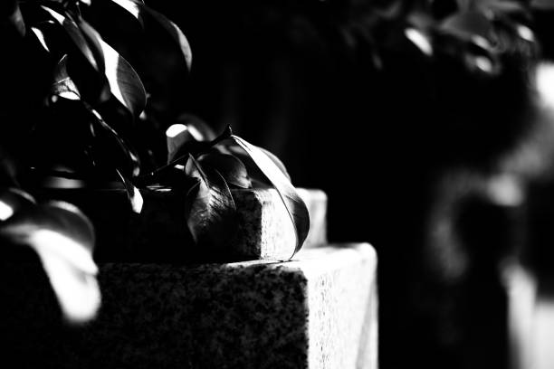 A grayscale shot of tree leaves