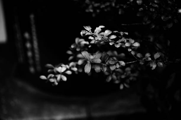 istock Grayscale shot of tree leaves 1466626773