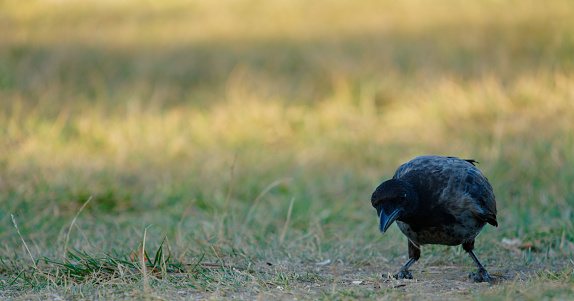 hooded crow, Corvus cornix, hoodiecrow, Corvus, Corvidae, Crow