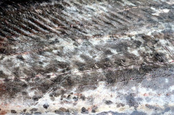 istock Closeup shot of a fish 1466626960