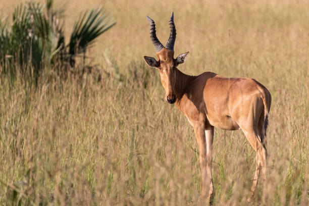 A hartebeest in Uganda turns its head and looks at the camera.