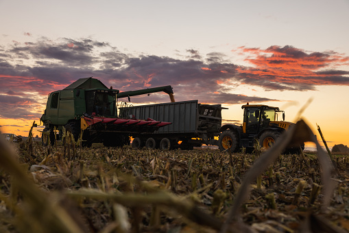 Green combine harvester fills corn in a trailer attached to a green tractor during harvest season,beautiful sunset in background,crop field in front