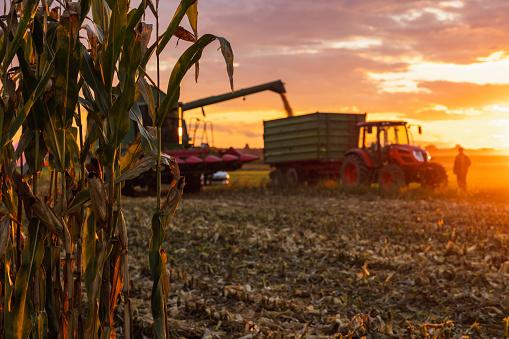 Green combine harvester fills corn in a trailer attached to a green tractor on crop field,farmer standing next to green tractor during sunset