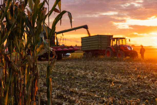 Combine harvester fills corn in a trailer attached to a tractor on crop field,farmer standing next to tractor during sunset stock photo