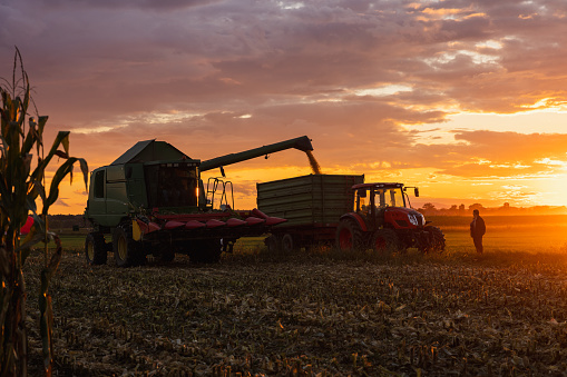 Farmer standing next to his green combine harvester filling corn in a trailer attached to a green tractor on crop field during sunset