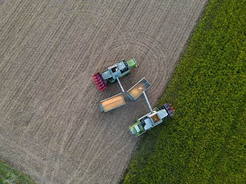 Aerial drone view of two green combine harvester filling grain into two trailers,high angle view