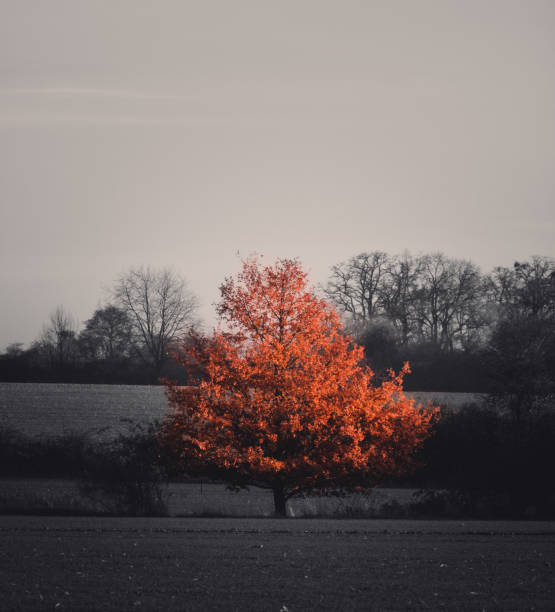 A scenic view of an autumnal tree in a field
