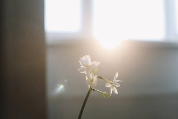 Blooming yellow Daffodil Narcissus Jonquil at home. Spring potted flowering plant. Easter concept.