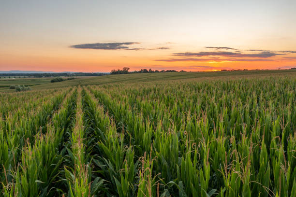 istock Agricultural field with young corn plants on a hill during sunset 1466629167