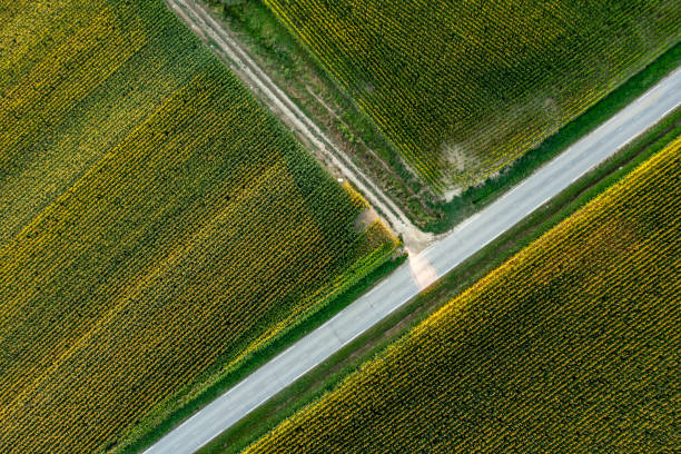 istock Aerial view multiple agricultural fields stocked with corn plants divided by a road and agricultural path 1466629181