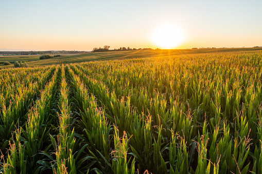 Sunrise above an agricultural field stocked with corn plants,sunbeam in the background,plants growing on a hill,clear sky