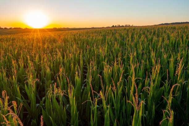 istock Corn plants growing on an agricultural field during sunset,small young plants 1466629424