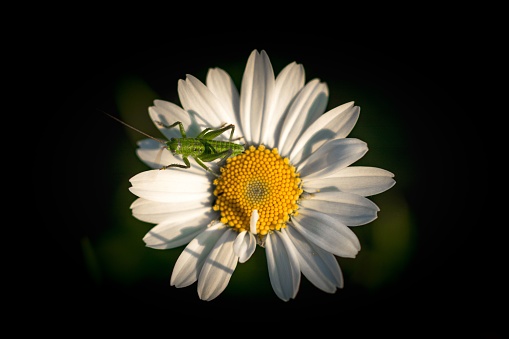 A close-up shot of a Grasshopper (Acridomorpha) on a daisy flower on a black background
