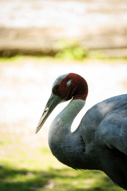 Vertical closeup shot of a beautiful brolga bird A vertical closeup shot of a beautiful brolga bird brolga stock pictures, royalty-free photos & images