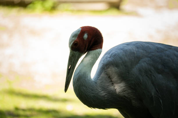 Closeup shot of a beautiful brolga bird A closeup shot of a beautiful brolga bird brolga stock pictures, royalty-free photos & images