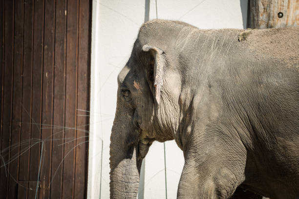 istock Baby elephant walking around in a zoo habitat 1466629874