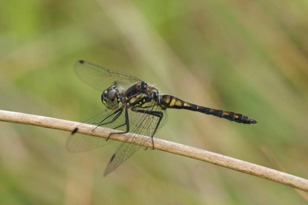 Coseup on a black meadowhawk dragonfly, Sympetrum danae