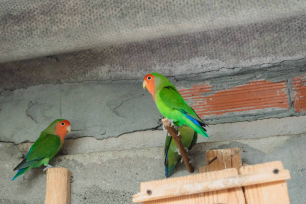 istock Precious Agapornis roseicollis or also called inseparable 1466630093