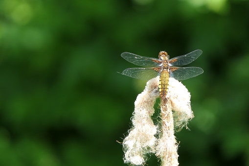 Yellow female Broad-bodied Chaser darter dragonfly Libellula depressa
onodata female wings open close-up resting on bulrush in Hampshire England
