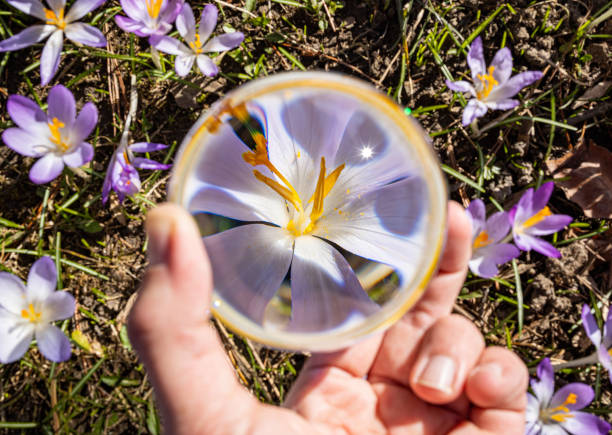 A female holding a crystal ball with a crocus flower reflection in it