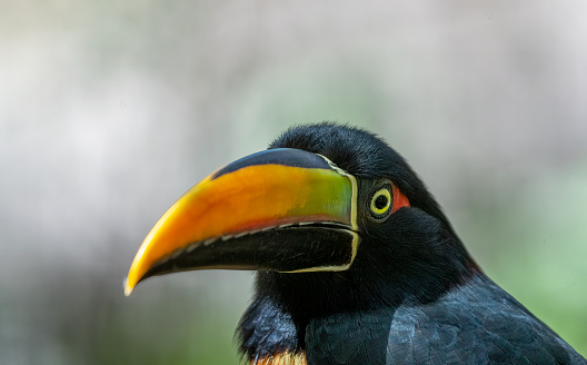 Close up of a Collared Aracari in a Costa Rican rainforest