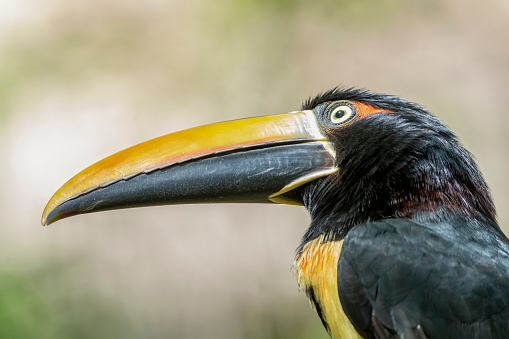 Close up of a Collared Aracari in a Costa Rican rainforest