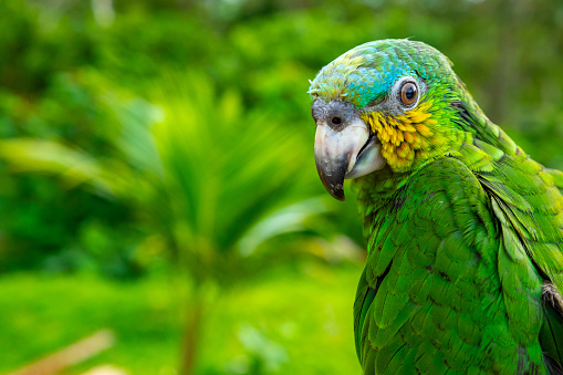 Green Parrot. Beautiful cute funny bird of green ara macaw parrot outdoor on green natural background.