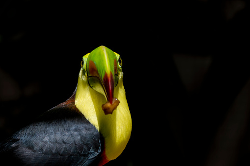 A beautiful Black-rumped flameback woodpecker (Dinopium benghalense) is searching food on the tree Stem in a green blurred forest background. West Bengal, India