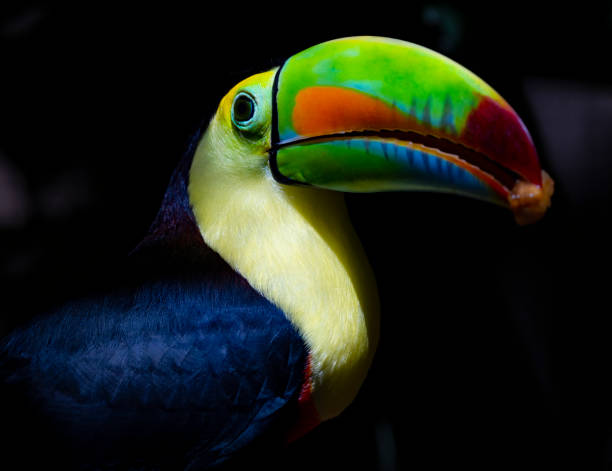 istock Keel billed or Rainbow Toucan in a Costa Rican rainforest 1466633680